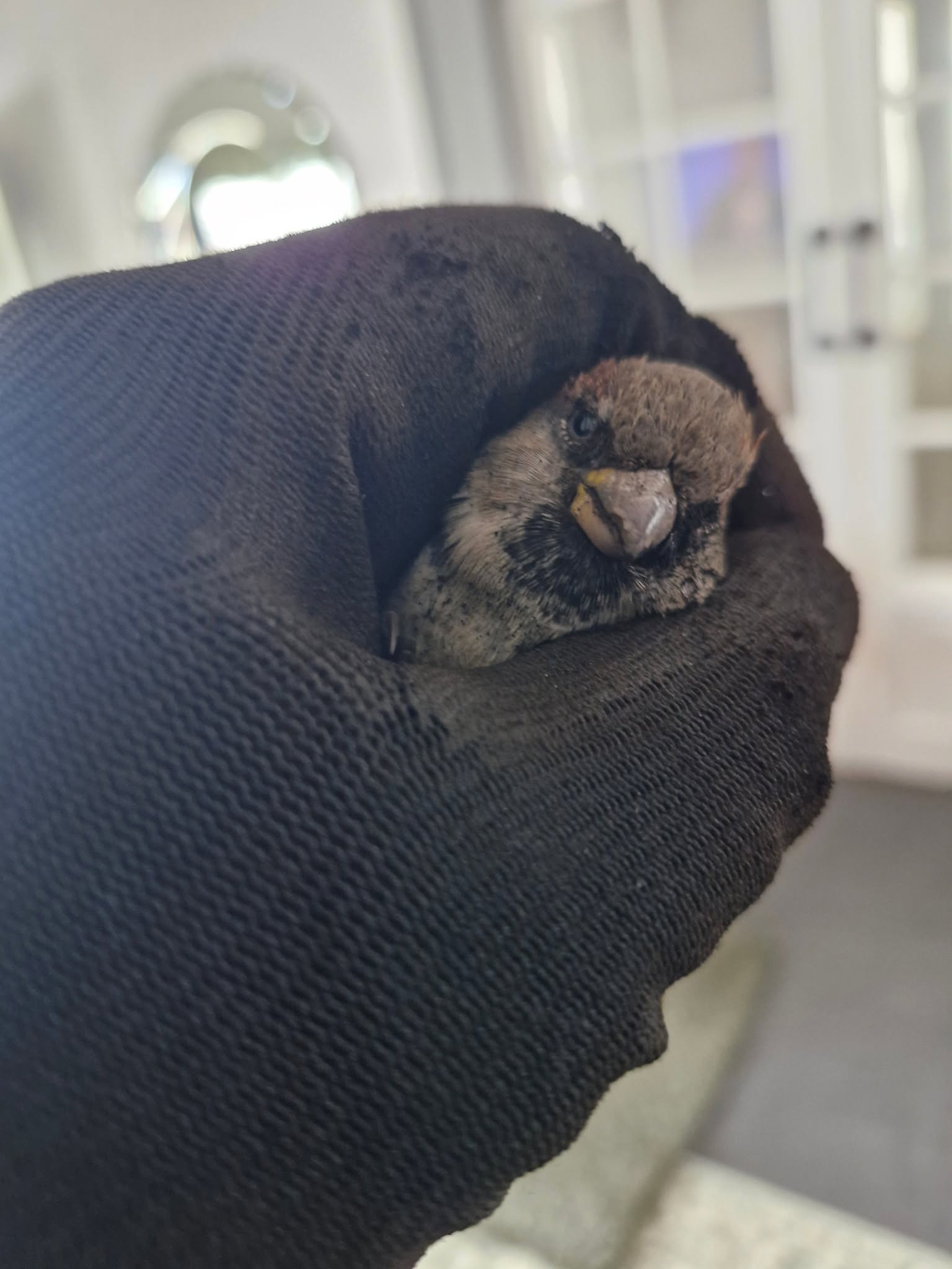 A young sooty bird held safely in a black work glove